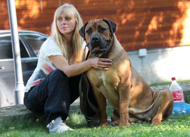 Learn from a kennel how to raise a boerboel puppy in 2020 Mascot